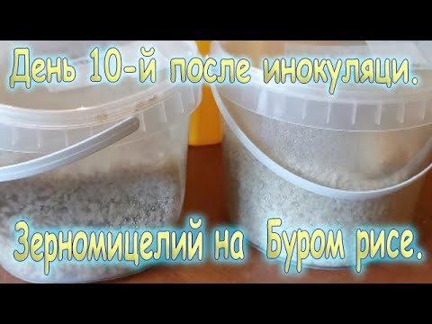 Видео: 56. Зерномицелий  на буром рисе. Серия -3- "10-й день со дня инокуляции".