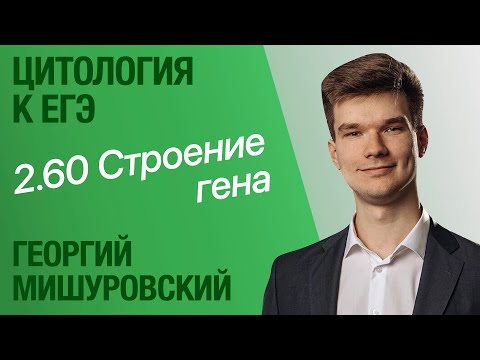 Видео: 2.60. Структура гена | Цитология к ЕГЭ | Георгий Мишуровский