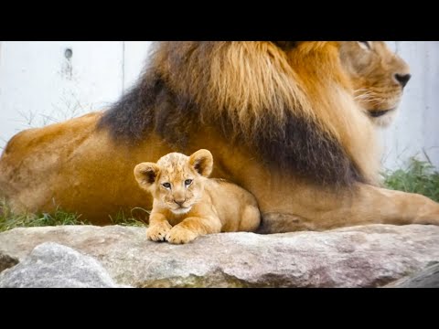 Видео: Рядом с папой🦁 Трогательный момент львёнка❤️