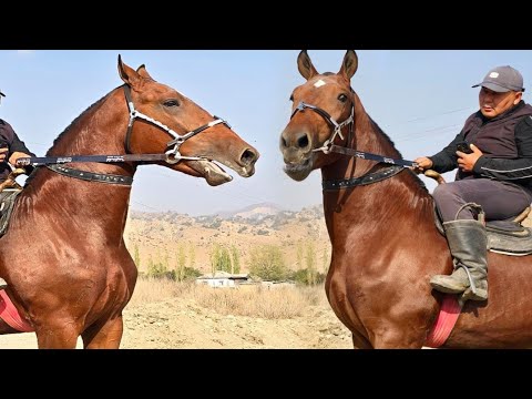Видео: Дерзкий Кунан Папанда 1,68см🔥
