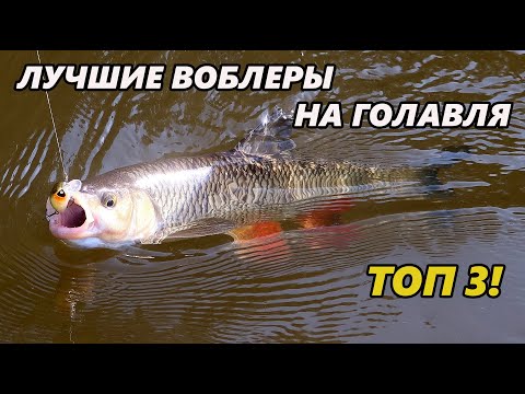 Видео: Топ 3 воблеров на голавля. Лучшие приманки для разных условий