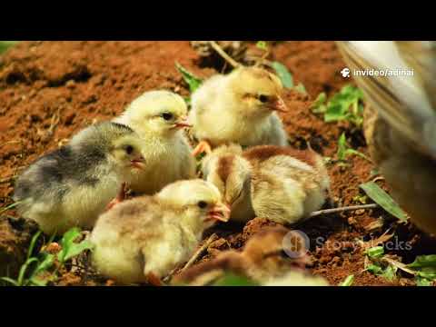 Видео: Токтосун Самудинов “Муну бил”. Окуган: Туратбек кызы Адинай #кыргызадабияты 