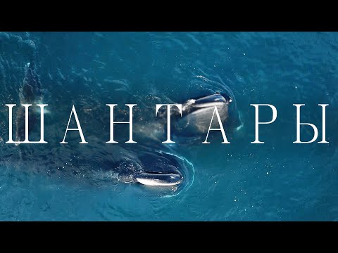 Видео: Шантарские острова. Экспедиция к гренландским китам.