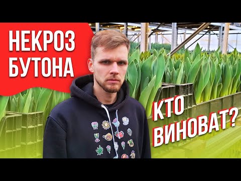 Видео: Некроз бутона. Максим Веревкин о том, кто виноват.