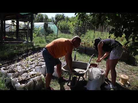 Видео: Картошка в мешках - посмотрим, что там растет. Первая попытка.