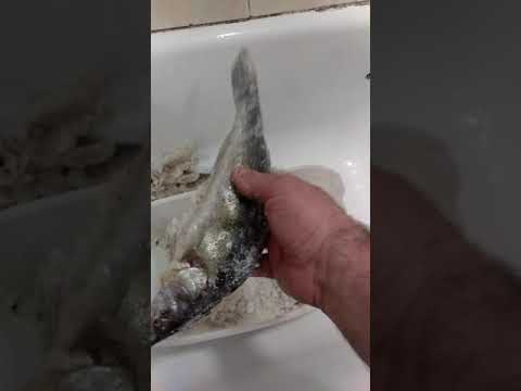 Видео: сухой посол судака