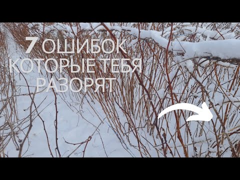 Видео: ИЗ-ЗА ЭТОГО -ВЕСЬ СЕЗОН ЛЕТНЕЙ МАЛИНЫ МОЖЕТ НАКРЫТЬСЯ..РЕАЛЬНЫЙ ПРИМЕР НА 5 ЛЕТНЕЙ ПЛАНТАЦИИ!!