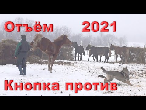 Видео: Отъём жеребят 2020-го года рождения. Опасное дело.