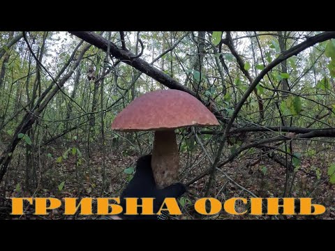 Видео: ГРИБНА ОСІНЬ,,,20,10,2025Р,,,ЗБИРАЮ ГРИБИ,,,