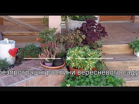 Видео: безпрограшні рослини вересневого саду🌺 огляд рослин саду у вересні