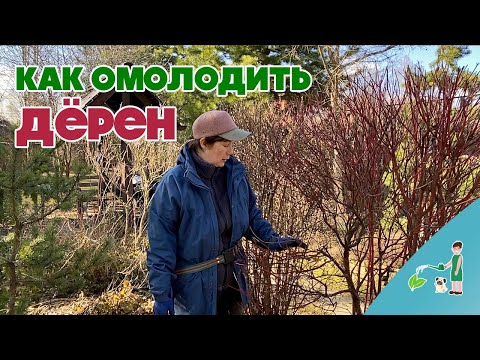 Видео: Как омолодить дерен