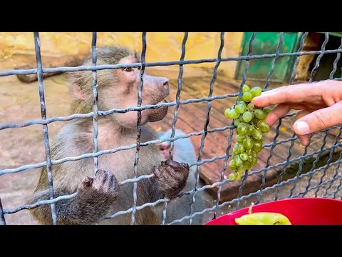 Видео: К Люсечке пришел ЛЮБИМЫЙ ПАПА, но Елисей ее ни на шаг от себя НЕ ОТПУСКАЕТ!