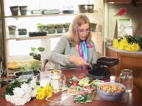 Видео: Лучки пучки.  Серия 131.  Сеем семена перца на рассаду.