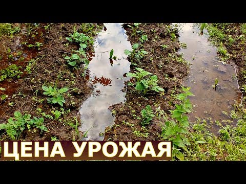 Видео: КОПАТЬ-ПРОПАЛЫВАТЬ или КОСИТЬ-МУЛЬЧИРОВАТЬ