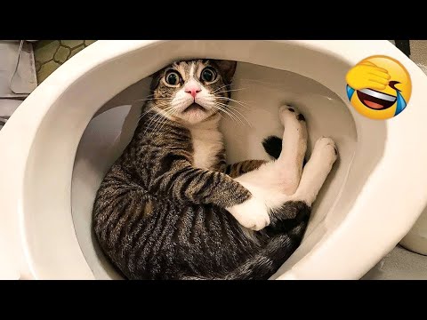 Видео: Самые смешные животные 2025 - Приколы с котами и собаками - Смешные Животные Видео #30