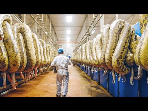 Видео: Почему Змей Никогда Не Хоронят?