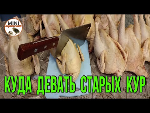 Видео: Куда девать старых кур несушек. Переработка.