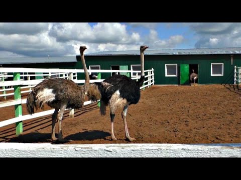 Видео: Страусиная ферма