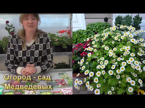 Видео: Какие цветы я сею в апреле