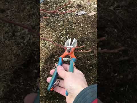 Видео: ГОЛУБИКА! Тонкости обрезки