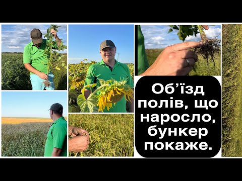 Видео: Обʼїзд полів, що НАРОСЛО бункер покаже.Курчат по осені рахують🐥.