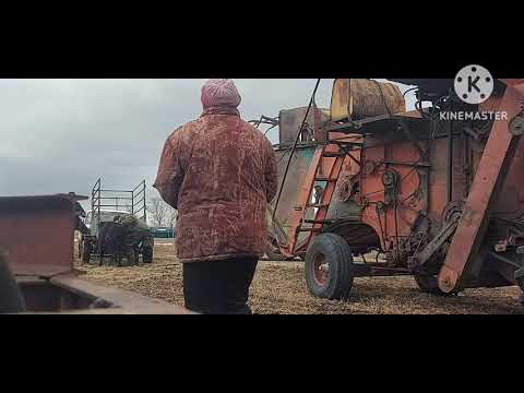 Видео: Жизнь в селе#Казахстан#Едем в лес за черенками.