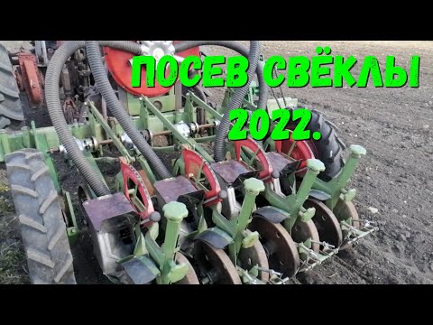 Видео: Посев Свёклы/Сеем Свёклу в Открытый Грунт/Выращивание Ранней свёклы.