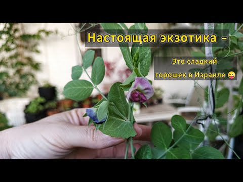 Видео: Это работает? Сладкий Горошек в Израиле в контейнере и без химии! Серьезно?