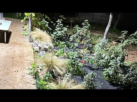 Видео: ✅12/11/25Миссия по посадке роз закончена ✅🇬🇷🇬🇷🇬🇷@vardomania 🇬🇪#vardomania🇬🇪