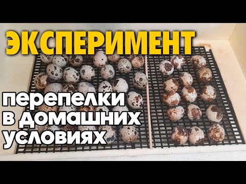 Видео: СОЗДАЮ ПЕРЕПЕЛИНУЮ ФЕРМУ ИЗ МАГАЗИННЫХ ЯИЦ