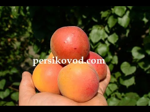 Видео: Абрикос Фарлис (FARLIS) ПОЗДНИЙ. persikovod.com