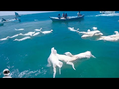 Видео: Невозможно Оторвать Глаз! Эти Случаи с Животными Вы Запомните На Всю Жизнь
