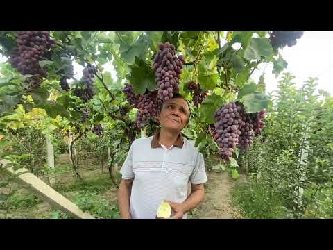 Видео: ОЛМАГА НОК УЛАМАСИ