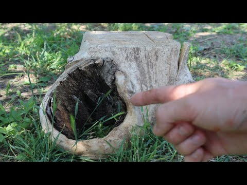 Видео: Нашел ИНТЕРЕСНЫЙ пень!!! И сделал из него НЕОБЫЧНУЮ вещицу! DIY