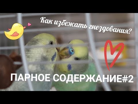 Видео: ПАРНОЕ СОДЕРЖАНИЕ #2 | КАК ИЗБЕЖАТЬ ГНЕЗДОВАНИЯ | AOI INKO