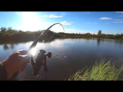 Видео: РЫБАЛКА НА УДОЧКУ С БЕРЕГА. ЛОВЛЯ ЩУКИ НА БУТЫЛКУ-ЖЕРЛИЦА. БЕШЕНЫЙ КЛЕВ НА ВЕЧЕРКЕ В ОЗЕРЕ.