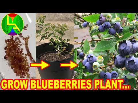 Видео: Как вырастить чернику дома?