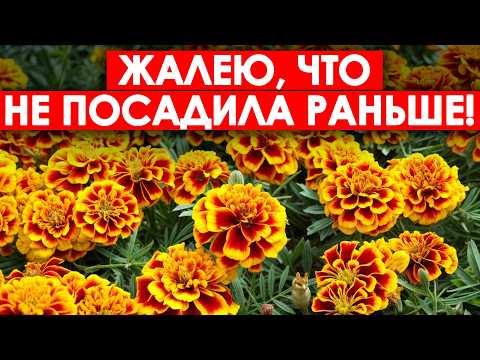Видео: Это самый полезный цветок на вашем участке! 5 удивительных способов применения бархатцев на даче