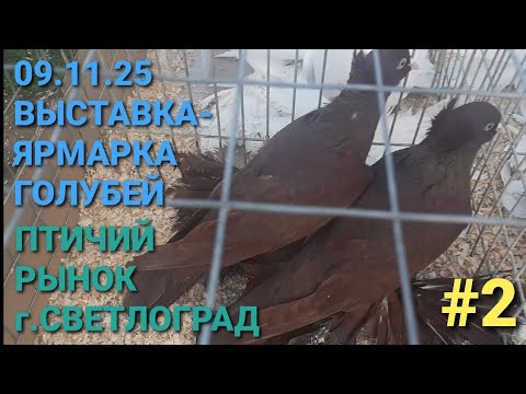 Видео: 💥🕊💥09.11.25 Выставка-ярмарка голубей. Птичий рынок в г.Светлоград. Часть 2. Pigeon Fair. Bird Market