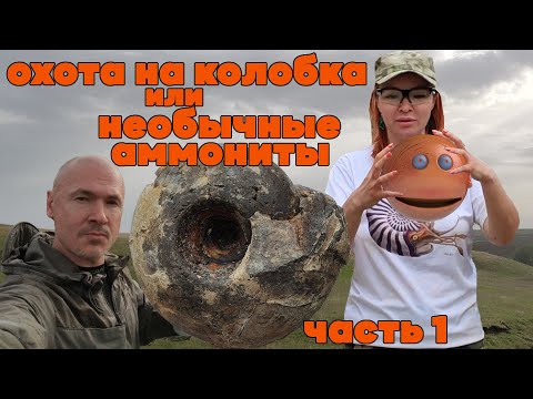 Видео: ОХОТА НА КОЛОБКА ИЛИ НЕОБЫЧНЫЕ АММОНИТЫ | ЧАСТЬ 1