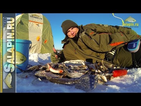 Видео: Экшн рыбалка. Плотва, Иваньковское водохранилище. 21.01.2014 [salapinru]