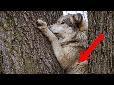 Видео: Лесник не смог пройти мимо еле дышащей, БЕРЕМЕННОЙ ВОЛЧИЦЫ. Она лежала под поваленным деревом..