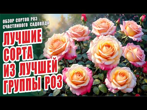 Видео: РОЗЫ. ЛУЧШИЕ СОРТА ИЗ ЛУЧШЕЙ ГРУППЫ РОЗ. ОБЗОР СОРТОВ РОЗ. ФЛОРИБУНДЫ. РОЗЫ В САДУ. ЛУЧШИЕ РОЗЫ