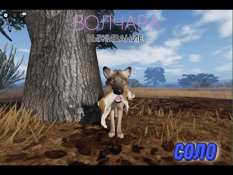 Видео: ВОЛЧАРА. СОЛО ВЫЖИВАНИЕ. Ecos la Brea (roblox)