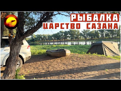 Видео: Рыбалка! ЦАРСТВО САЗАНА / Ловля Сазана на Жмых