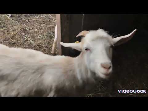 Видео: Козы уходят в запуск, куры не несутся
