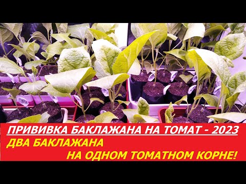 Видео: ПРИВИВКА БАКЛАЖАНА НА ТОМАТ - 2023. ДВА БАКЛАЖАНА НА ОДНОМ ТОМАТНОМ КОРНЕ!
