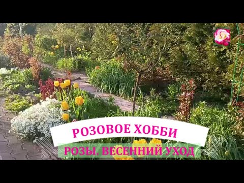 Видео: ПОГОВОРИМ  О РОЗАХ. НАЧИНАЮЩИМ