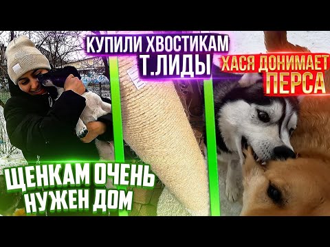 Видео: Купили большую когтеточку котикам Лиды. Лелик Болик ищут дом.Присмотритесь🙏 Показываю их отдельно.