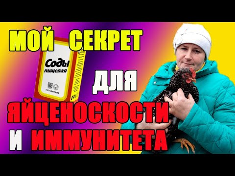 Видео: 1.Какой секрет у  СОДЫ для кур. 2. Почему СВЕТ в курятнике важнее тепла.